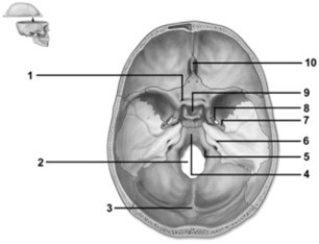   -This figure shows a superior view of the cranial cavity. Which number indicates the foramen ovale? A)  2 B)  5 C)  6 D)  7 E)  8