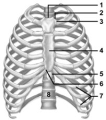   -This figure shows the thoracic cage which number(s)  indicate a costal notch? A)  2, 3 B)  3 C)  2, 3, 6 D)  2, 6 E)  3, 6