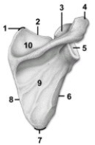 -This Figure Shows the Scapula | Biology+