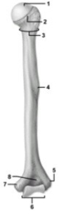   -This figure shows the humerus. What is the feature indicated by number 6? A)  Capitulum B)  Trochlea C)  Head D)  Medial condyle E)  Lateral condyle
