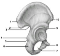   -This figure shows the os coxa. Which number indicates a feature of the pubis? A)  2 B)  4 C)  5 D)  8 E)  9