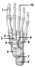   -This figure shows the bones of the ankle and foot. Which bone does the number 1 indicate? A)  Proximal phalanx of the hallux B)  Distal phalanx of the pollex C)  Middle phalanx of the hallux D)  Distal phalanx of the hallux E)  Proximal phalanx of the pollex