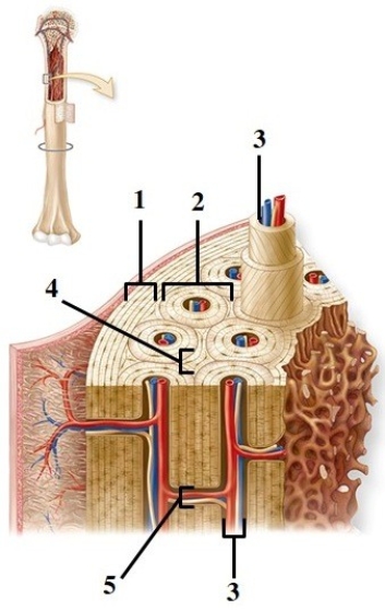   -This figure shows the anatomy of compact bone. Which number indicates an osteon? A)  1 B)  2 C)  3 D)  4 E)  5