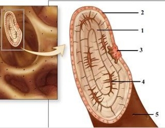   -This figure illustrates the microscopic anatomy of spongy bone. Which number indicates a central canal? A)  1 B)  2 C)  4 D)  5 E)  None of the choices is correct.