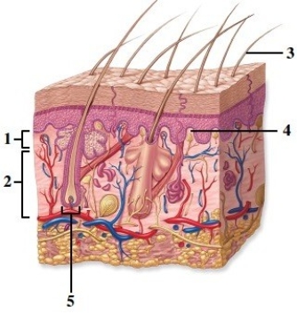   -What does number 5 indicate? A)  Eccrine gland B)  Hair follicle C)  Hair matrix D)  Hair shaft E)  Epidermal ridge