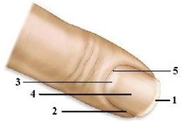   -Which structure is indicated by number 1? A)  Eponychium B)  Hyponychium C)  Free edge D)  Cuticle E)  Nail fold