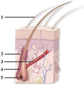   -Which number indicates the arrector pili muscle? A)  1 B)  2 C)  3 D)  4 E)  5