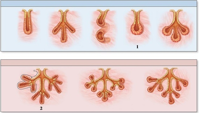   -Number 1 indicates a simple ________ gland. A)  tubular B)  acinar C)  branched tubular D)  branched acinar E)  coiled tubular