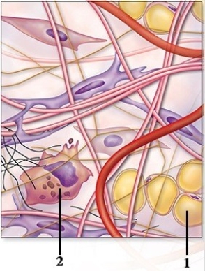   -In this image showing connective tissue components, what structure does number 2 indicate? A)  Mesenchymal cell B)  Fibroblast C)  Adipocyte D)  Macrophage E)  Extracellular matrix