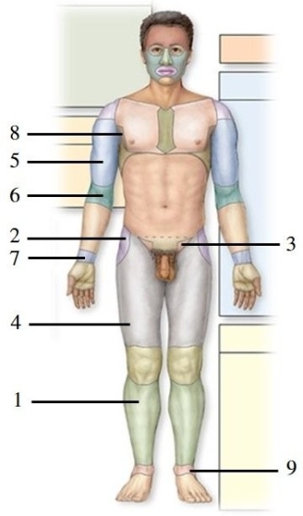   -This figure shows an anterior view of a human in the anatomic position. What region does number 1 indicate? A)  Crural B)  Femoral C)  Brachial D)  Sural E)  Tarsal
