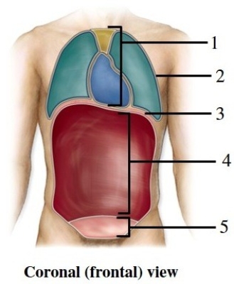   -This figure shows a frontal view of a human. What does number 1 indicate? A)  Mediastinum B)  Pelvic cavity C)  Peritoneal cavity D)  Pleural cavity E)  Pericardial cavity