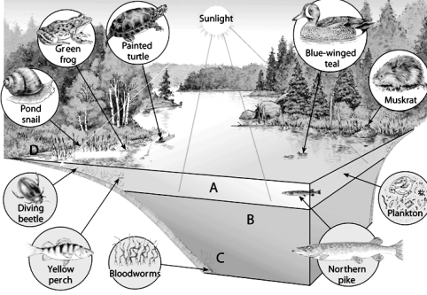   Use the figure above to answer the following question(s). -Choose the zone that is usually cold and barely penetrated by sunlight.