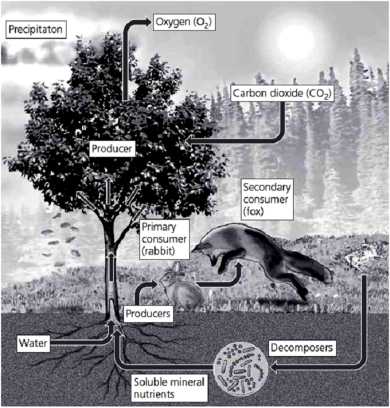   -In the accompanying figure,notice that the fox (secondary consumer)is in the process of pouncing on the rabbit.If humans were to remove that predator (fox),what would be the effects on the rest of the ecosystem? Be as specific as possible.