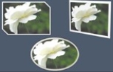   The pictures shown above are examples of the application of Picture ________. A) tones B) Styles C) contrasts D) Effects
