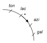 The figure below shows a partial chromosome map of an E. coli Hfr strain. Each mark equals 10 minutes. If transfer of genes begins at  *  and goes in the direction of the arrow, which of the predicted results from this map is MOST likely to be observed?   A)  gal will be the first and ton will be the last gene to be transferred. B)  lac and azi will rarely be transferred together. C)  Ten minutes after transfer of ton, azi will be transferred. D)  It would take 30 minutes to transfer all of the genes that are shown. E)  All the chromosomal genes will be transferred by the end.
