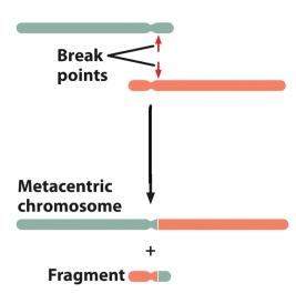Which of the following is represented in the figure?   A)  pericentric inversion B)  reciprocal translocation C)  nonreciprocal translocation D)  duplication E)  equal crossing over