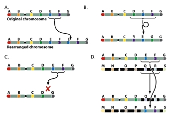Which of the following chromosome rearrangements represents duplication?   A)  A B)  B C)  C D)  D