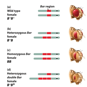 Which of the following statements regarding the Drosophila Bar phenotype is NOT true?   A)  Unequal crossing over event may give a rise to the duplication of the Bar region. B)  The trait is inherited as a complete dominant where both homozygous and heterozygous show similar phenotype. C)  The more Bar segment copy the fly has, the more reduced the facets in the eyes get. D)  The Bar phenotype reflects the genetic phenomenon called gene dosage effect. E)  The balance of gene product is critical to cell function and normal development.