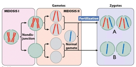Which type of aneuploidy is represented in gametes labeled A in the figure?   A)  nullisomy B)  monosomy C)  trisomy D)  tetrasomy