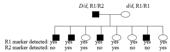 You are examining the following human pedigree and want to determine if the rare dominant disease allele (D)  is linked to a specific DNA sequence location you are using as a molecular marker. Parental and progeny genotypes and phenotypes are indicated. Note that the father is a dihybrid at both loci, but the mother is homozygous at both loci. There is complete penetrance of the trait and a linkage phase of D-R1/d-R2 in the father. Assuming that the marker and the gene are linked, what is the best estimate of the map distance between the two loci?   A)  12 m.u. B)  50 m.u. C)  16 m.u. D)  5 m.u. E)  25 m.u.