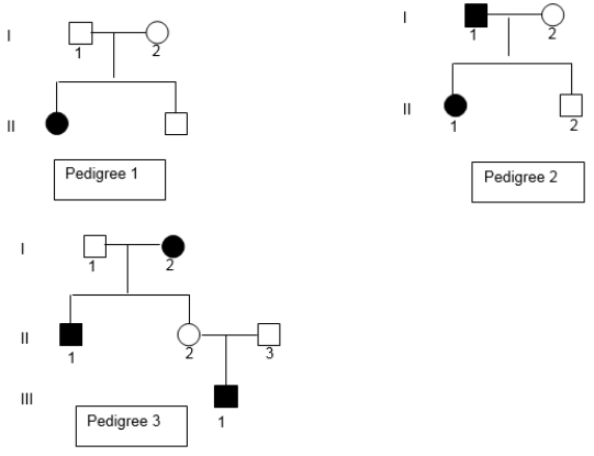 What is/are the possible inheritance pattern(s)  for the characteristic in Pedigree 2? Assume no new mutations and complete penetrance.   A)  autosomal recessive only B)  autosomal dominant only C)  X-linked recessive only D)  X-linked dominant only E)  All of these are possible.