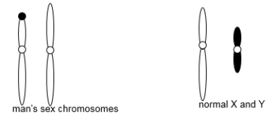 A man and a woman are trying to have children but are unsuccessful. The man's autosomes appear normal, but his sex chromosomes, shown in the following diagram, are not. The diagram also shows a normal male's sex chromosomes for reference. Can you tell if the mutation came from the man's mother or the man's father? Explain how you can tell.  