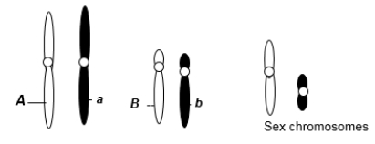 A eukaryotic diploid cell from an organism with the ZZ-ZW sex determination system has two pairs of autosomes and a pair of sex chromosomes, Z and W, shown here.   From what type of individual is this cell? A)  male B)  female C)  hermaphrodite D)  monoecious E)  intersex