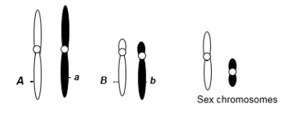 A eukaryotic diploid cell from an organism with the ZZ-ZW sex determination system has two pairs of autosomes and a pair of sex chromosomes, Z and W, shown here.   A diploid cell from this individual begins to go through meiosis. After the completion of meiosis I, it becomes two cells. One of these two cells now undergoes meiosis II. Which of the following is a possible normal combination of chromosomes in one of the subsequent two cells after the completion of meiosis II? A)  one chromosome with the A allele, one with the B allele, one Z, one W B)  one chromosome with the A allele, one with the a allele, one with the B allele, one with the b allele, one Z, one W C)  a pair of chromosomes with A alleles, a pair of chromosomes with B alleles, a pair of Z chromosomes D)  one chromosome with an a allele, one chromosome with a B allele, one W E)  one chromosome with the B allele, one with the b allele, one Z