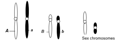 A eukaryotic diploid cell from an organism with the ZZ-ZW sex determination system has two pairs of autosomes and a pair of sex chromosomes, Z and W, shown here.   What is the probability of a gamete from this individual that has the following genotype: alleles A and b, chromosome Z? A)  1/2 B)  1/4 C)  1/6 D)  1/8 E)  1/16