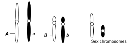 A eukaryotic diploid cell from an organism with the ZZ-ZW sex determination system has two pairs of autosomes and a pair of sex chromosomes, Z and W, shown here.   Assume A and B are dominant alleles. If this individual were crossed to an individual of genotype Aa Bb, what is the probability of an offspring being a female with an A__B__ genotype? A)  1/8 B)  1/16 C)  9/16 D)  9/32 E)  3/32