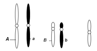 A eukaryotic diploid cell from an organism with the XX-XO sex determination system has two pairs of autosomes and one X chromosome, shown here.   From what type of individual is this cell? A)  male B)  female C)  hermaphrodite D)  monoecious E)  intersex