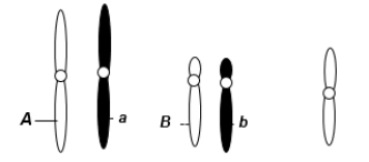 A eukaryotic diploid cell from an organism with the XX-XO sex determination system has two pairs of autosomes and one X chromosome, shown here.   A diploid cell from this individual begins to go through meiosis. After the completion of meiosis I, it becomes two cells. One of these two cells now undergoes meiosis II. Which of the following is a possible normal combination of chromosomes in one of the subsequent two cells after the completion of meiosis II? A)  one chromosome with the A allele, one chromosome with the B allele, and two X chromosomes B)  one chromosome with the A allele, one chromosome with the a allele, one with B allele, one with b allele, and two X chromosomes C)  one chromosome with the A allele, one chromosome with the a allele D)  one chromosome with the b allele, one chromosome with the B allele, one X chromosome E)  one chromosome with the a allele, one chromosome with the B allele, and two X chromosomes