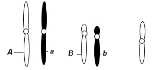 A eukaryotic diploid cell from an organism with the XX-XO sex determination system has two pairs of autosomes and one X chromosome, shown here.   What is the probability of a gamete from this individual that has the following genotype: alleles A and b, chromosome X? A)  1/2 B)  1/4 C)  1/6 D)  1/8 E)  1/16