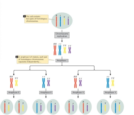 The figure shows that independent assortment results from the segregation of chromosomes at anaphase I of meiosis. Assuming four functional products of meiosis and no crossing over, what is the minimum number of meiotic events (an event consisting of the two meiotic divisions)  to produce the RY, Ry, rY, and ry gametes?   A)  one B)  two C)  three D)  four E)  A correct answer can't be determined.