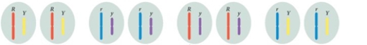 <strong>An organism produces the gametes shown. Which statement about the meiotic divisions that produced these gametes (assume no crossing over) is TRUE? </strong> A) After the end of meiosis I, two genetically distinct types of cells were present. B) The gametes shown could NOT have resulted from a single meiotic event with two divisions C) Independent assortment takes place during meiosis II.