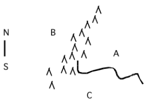 The diagram below represents the ranges of three closely related species (A, B, and C), which are separated by a mountain range and river. As an expert geologist, you hypothesize that the area was originally occupied by a single species. Its range was split first by the mountain range. Later, the river formed, separating populations on the eastern side of the mountains. If your hypothesis is correct, what should the phylogenetic relationships be among the three species? Draw a phylogeny as your answer.   