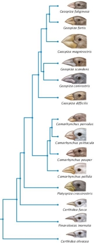 In Darwin's finches (Figure 26.6, below) , which genera have the LATEST common ancestor in common?   A)  Geospiza and Certhidea B)  Pinaroloxias and Camarhynchus C)  Geospiza and Camarhynchus D)  Geospiza and Pinaroloxias E)  Pinaroloxias and Platyspiza