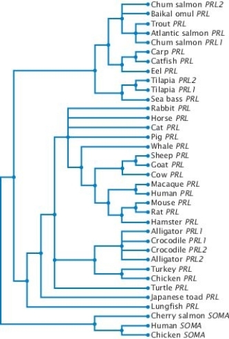 Based on the gene tree in Figure 26.11 (below) , which of the following pairs of genes are MOST similar?   A)  tilapia PRL1 and cherry salmon SOMA B)  human SOMA and human PRL C)  alligator PRL2 and chicken PRL D)  catfish PRL and chicken SOMA E)  whale PRL and catfish PRL