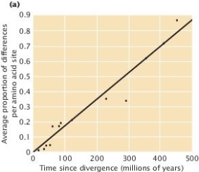 According to the molecular clock data in Figure 26.14 (below) , approximately what proportion of differences (per amino acid site)  has accumulated between the common ancestor of all vertebrates (including fish)  and the common ancestor of humans and kangaroos?     A)  0.1 B)  0.3 C)  0.5 D)  0.7 E)  0.9