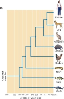 According to the molecular clock data in Figure 26.14 (below) , approximately what proportion of differences (per amino acid site)  has accumulated between the common ancestor of all vertebrates (including fish)  and the common ancestor of humans and kangaroos?     A)  0.1 B)  0.3 C)  0.5 D)  0.7 E)  0.9