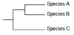 A phylogenetic tree for three species, A, B, and C, is shown below.   A particular DNA region that is shared by all three species is cloned from each species and sequenced. There are about 100 nucleotide substitutions between A and C and between B and C. There are only 20 differences between A and B. The fossil record indicates that the ancestor to A and B diverged from the ancestor to C around 10 million years ago. What is the best estimate of the divergence between A and B based on this information, assuming a constant rate of mutation and the same rate of mutation on all branches? A)  1 million years ago B)  2 million years ago C)  5 million years ago D)  10 million years ago E)  20 million years ago
