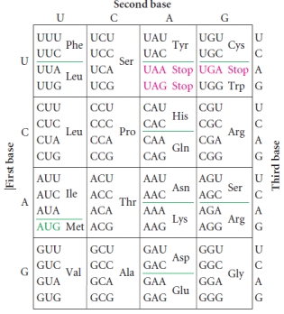 Based on careful inspection of the genetic code, why might the second position of a codon have the lowest rate of substitutions in a gene?  