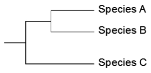 Suppose that there are three species that are closely related as indicated by the phylogenetic tree below.   Each species contains only one copy of a particular gene. The version in Species A is designated Gene<sub>A,</sub> and so on. The relationships among the three versions of the gene in the different species are shown below.   Explain in terms of duplications and/or deletions the incongruity between the phylogenetic (species) tree and the gene tree.