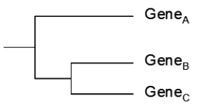 Suppose that there are three species that are closely related as indicated by the phylogenetic tree below.   Each species contains only one copy of a particular gene. The version in Species A is designated Gene<sub>A,</sub> and so on. The relationships among the three versions of the gene in the different species are shown below.   Explain in terms of duplications and/or deletions the incongruity between the phylogenetic (species) tree and the gene tree.