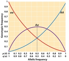 Use Figure 25.3 to determine the BEST answers for the following question.   - When a population is in Hardy-Weinberg equilibrium and p = 0.1 and q = 0.9, what are the approximate genotypic frequencies? A)  AA = 0.01, Aa = 0.18, aa = 0.81 B)  AA = 0.81, Aa = 0.18, aa = 0.01 C)  AA = 0.25, Aa = 0.5, aa = 0.25 D)  AA = 0.2, Aa = 0.6, aa = 0.2 E)  AA = 0.05, Aa = 0.4, aa = 0.55