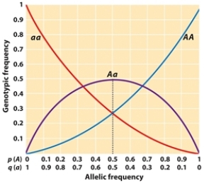 Use Figure 25.3 to determine the BEST answers for the following question.    -When a population is in Hardy-Weinberg equilibrium, what is the approximate frequency of the aa homozygote and the Aa heterozygote when the frequency of AA is approximately 0.5? A)  aa = 0.25, Aa = 0.25 B)  aa = 0.25, Aa = 0.5 C)  aa = 0.02, Aa = 0.48 D)  aa = 0.1, Aa = 0.4 E)  aa = 0.4, Aa = 0.1