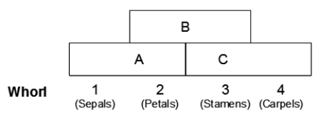 Use the following to answer questions  The diagram below illustrates the normal expression of three different groups of genes (A, B, and C)  within four different whorls of a developing flower. Normally, whorl 1 produces sepals, whorl 2 produces petals, whorl 3 produces stamens, and whorl 4 produces carpels. Furthermore, expression of class A genes inhibits class C genes, and expression of class C inhibits class A.   -What kind of mutation would produce carpels in whorls 1 and 4 and stamens in whorls 2 and 3? A)  defective in A B)  defective in B C)  defective in C D)  defective in A and B E)  defective in B and C