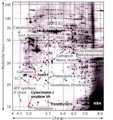 Given the 2D-PAGE gel below, which one of the following conclusions is true? [Figure after G. Gibson and S. Muse. 2004. A Primer of Genome Science, 2e. Sinauer Associates, Inc. p. 274, Fig. 5.4.]   A)  Cathepsin B has a smaller molecular mass than actin and approximately the same charge as actin. B)  Proteosome B chain has a higher charge and a larger molecular mass than actin. C)  ER60 has a smaller molecular mass than cathepsin heavy chain and approximately the same charge as cathepsin heavy chain. D)  Calreticulin has a lower charge than glutathione-S-transferase and a smaller molecular mass than glutathione-S-transferase. E)  ATP synthase D chain has a higher charge than transthyretin and approximately the same molecular mass as transthyretin.