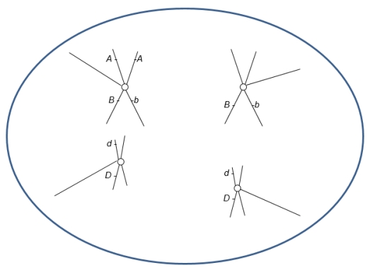 Which of the following are errors in the accompanying drawing of mitotic anaphase? (Select all that apply.)    A)  It appears that homologous chromosomes rather than sister chromatids are separating. B)  Sister chromatids do not have identical alleles for the B gene. C)  Two alleles of the same gene (D and d)  are on the same chromosome. D)  No alleles of the A gene are on the homologous chromosome. E)  Genes A and B are on the same chromosome.