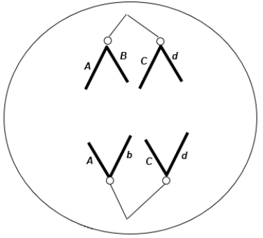 The following figure shows a chromosomal separation taking place. The letters stand for genes; capital and lowercase letters stand for different alleles. The diploid chromosome number in this organism is four. What process is shown?   A)  anaphase of mitosis B)  telophase of meiosis I C)  anaphase of meiosis I D)  telophase of mitosis E)  anaphase of meiosis II